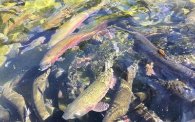 Erwin National Fish Hatchery